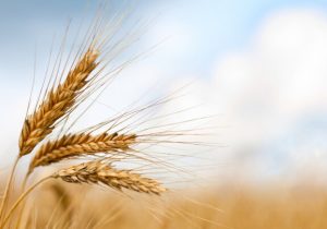 ۲۱۱ رقم غلات تا کنون در کشور معرفی شده است