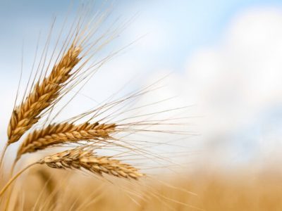 ۲۱۱ رقم غلات تا کنون در کشور معرفی شده است