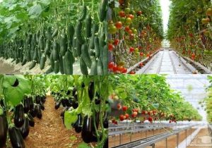 گلخانه ها نسخه نجات کشاورزی هستند