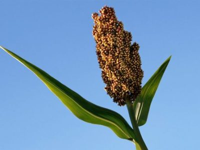 شکوفایی کشاورزی با معرفی هیبریدهای ارزن و سورگوم مقاوم به خشکی؛ معرفی ارقام جدید مصرف آب را بهینه میکند