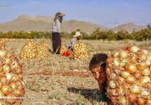 خرید توافقی پیاز کلید خورد