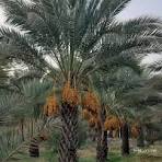 خوزستان به سوی تحول صنعت خرما؛ هدف‌ تولید ۵۰۰ هزار تن با طرح‌ فناورانه