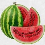 ماجرای نیترات در هندوانههای صادراتی ایران چه بود؟