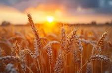 پرداخت مطالبات گندم در هفته جاری؛ ۱٫۶ میلیون تن خرید شدپرداخت مطالبات گندم در هفته جاری؛۶/۱ میلیون تن خرید شد