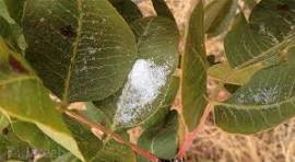 نخستین آفت‌کش گیاهی بر پایه گیاهان بومی ایران و کنترل آفت پسته ثبت شد