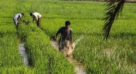 کشت برنج در خوزستان ممنوع شد