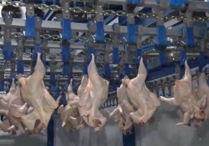 صادرات مرغ از سر گرفته شد