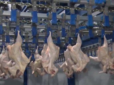 صادرات مرغ از سر گرفته شد