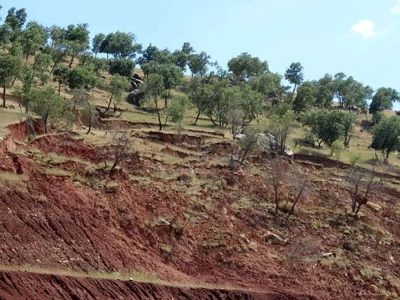 حفظ درختان کاشته شده اولویت‌ سازمان منابع طبیعی است