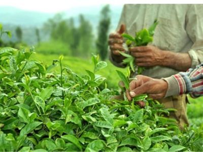 خوشبینی صادرکنندگان چای هند به بازار بزرگ ایران