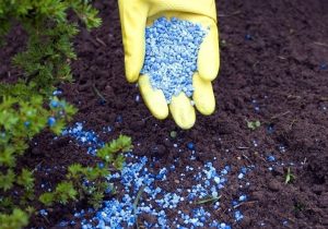 هستهای در کشاورزی ـ ۵؛ رهگیری آب و تغذیه گیاه با پرتودهی هستهای