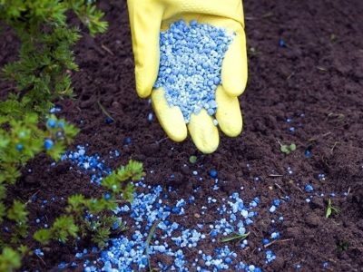 هستهای در کشاورزی ـ ۵؛ رهگیری آب و تغذیه گیاه با پرتودهی هستهای