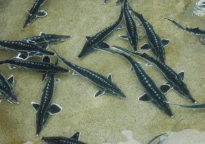 بازسازی ذخایر ماهیان خاویاری دریای خزر تداوم دارد