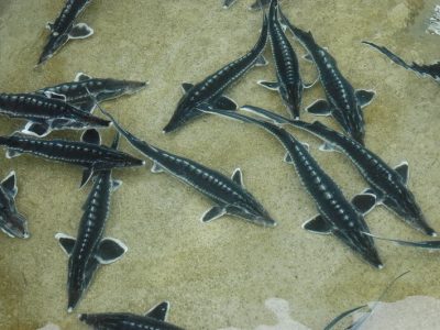 بازسازی ذخایر ماهیان خاویاری دریای خزر تداوم دارد