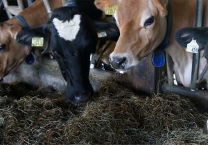 خشکسالی و قطعی برق؛ تهدید دوگانه برای صنعت دام و طیور؛ کاهش ذخایر استراتژیک گوشت جدی است؟