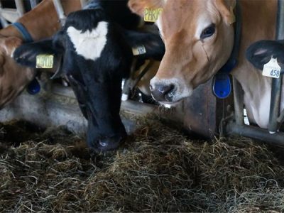 کاهش هزینه خوراک دام با بازیافت ضایعات غذایی