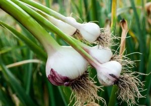 بزرگ‌ترین کشور تولیدکننده سیر در جهان؟