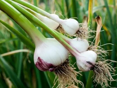 بزرگترین کشور تولیدکننده سیر در جهان؟