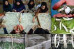 تعرفه پایین واردات تخم نوغان؛ چالشی برای توسعه پایدار صنعت ابریشم
