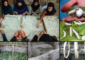 تعرفه پایین واردات تخم نوغان؛ چالشی برای توسعه پایدار صنعت ابریشم