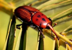 سازمان حفظ نباتات بر لزوم کنترل بهموقع آفات کشاورزی هشدار داد