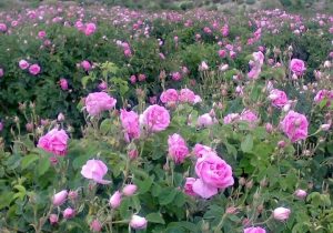 ساخت دستگاه مکانیزه برداشت گل محمدی در کشور