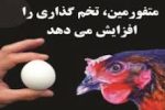متفورمین، تخمگذاری مرغها را افزایش میدهد