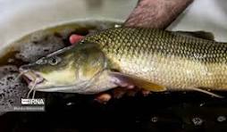 تکثیر مصنوعی «سس ماهی سرگنده»، گونه در معرض تهدید آغاز شد