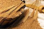 قیمت گندم؛ گروگان مخالفت چند صدا