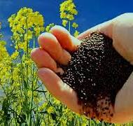 ۸۰ درصد مطالبات کلزاکاران ایلامی پرداخت شد