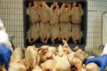 سهمیه ۵ هزارتن صادرات مرغ به اتحادیه و زنجیرههای تولیدی