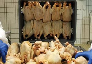 سهمیه ۵ هزارتن صادرات مرغ به اتحادیه و زنجیره‌های تولیدی