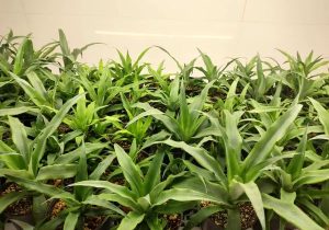 نهال‌های با کیفیت خرما تولید می ‌شوند؛ جلوگیری از هدررفت پاجوش‌ها