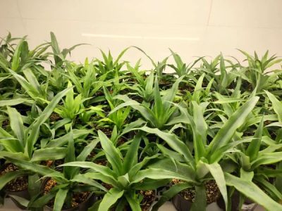 نهال‌های با کیفیت خرما تولید می ‌شوند؛ جلوگیری از هدررفت پاجوش‌ها