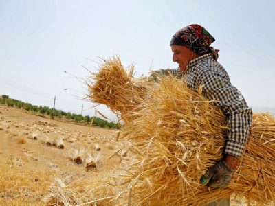 بیش از سه میلیون تُن گندم از کشاورزان سراسر کشور خریداری شد