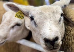 فهرست اقلام مجاز و غیرمجاز صادراتی مدون شد؛ صیانت از منابع ژنتیکی دامی