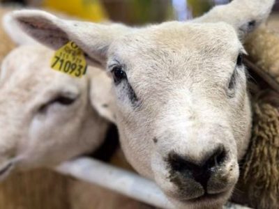 فهرست اقلام مجاز و غیرمجاز صادراتی مدون شد؛ صیانت از منابع ژنتیکی دامی