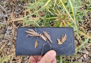 مبارزه علیه آفت ملخ در بیش از ۲ هزار هکتار در نیشابور