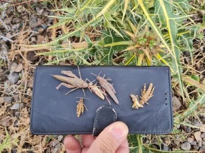 مبارزه علیه آفت ملخ در بیش از ۲ هزار هکتار در نیشابور