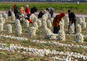 تثبیت قیمت سیب‌زمینی و پیاز/ ۲۲۰ هزار تن کلزا خریداری شد