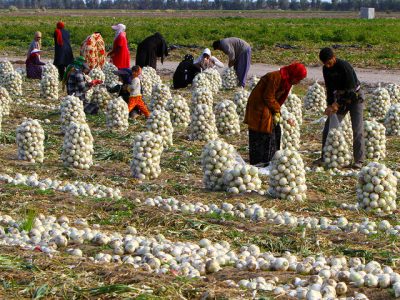 تثبیت قیمت سیب‌زمینی و پیاز/ ۲۲۰ هزار تن کلزا خریداری شد