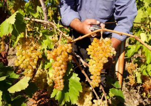 بحران آب، خوشه‌های انگور را نحیف و کشمش را بی‌رمق می‌کند