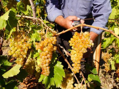 بحران آب، خوشه‌های انگور را نحیف و کشمش را بی‌رمق می‌کند