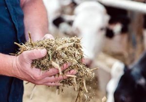 تولید خوراک کامل دام از ضایعات کشاورزی در گرمسار و آرادان الگوی ملی شد