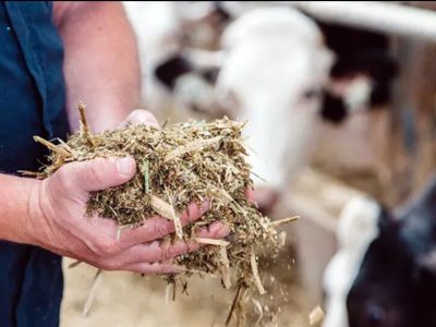 تولید خوراک کامل دام از ضایعات کشاورزی در گرمسار و آرادان الگوی ملی شد