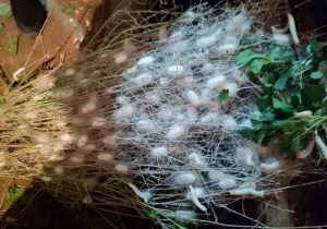 نوغانداری، الگویی موفق برای اشتغال‌زایی و اقتصاد سبز در روستاها