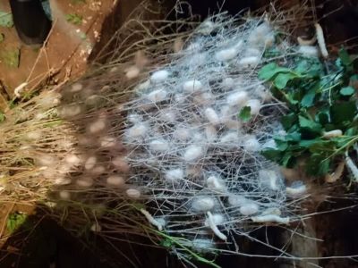 نوغانداری، الگویی موفق برای اشتغال‌زایی و اقتصاد سبز در روستاها