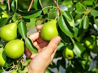 پایه مناسب کیفیت میوه را ارتقا می‌دهد؛ افزایش پنج برابری بهره‌وری