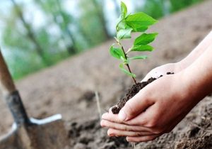 درختکاری میلیونی؛ ۱۰٬۰۰۰٬۰۰۰ نفس تازه!