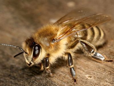 زنبورداران مراقب گرمای تابستان باشند